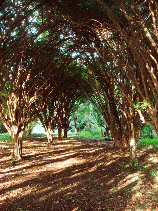 Alameda sombreada por árvores formando um túnel natural dentro da propriedade